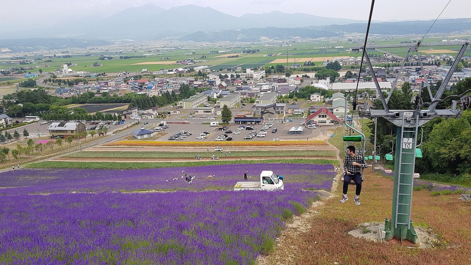 富良野エリアに広がるラベンダー畑。開花状況は訪問前に確認しましょう。